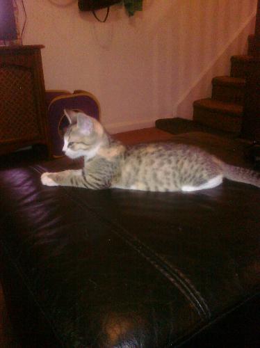 Baby Cat - This was the night a neighboring town had fireworks - they were so close and loud! Tiki didn't know what to do and ran upstairs and down, finally staying downstairs. But, Baby Cat just laid on the ottoman listening to these loud booms with her ears turning every which way as she listened. Baby Cat - This was the night a neighboring town had fireworks - they were so close and loud! Tiki didn't know what to do and ran upstairs and down, finally staying downstairs. But, Baby Cat just laid on the ottoman listening to these loud booms with her ears turning every which way as she listened.