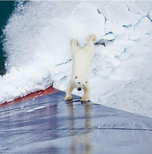 Polar bear  - Polar bear comes in for a closer look at a ship in spitsbergen,the Svalbard Archipelago, Norway