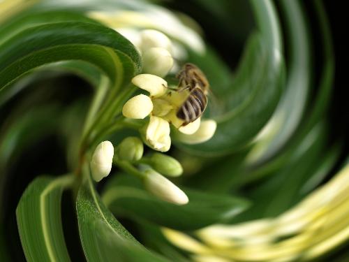 Bee - In my garden