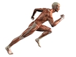 the human body - muscles reflect the shape of our body