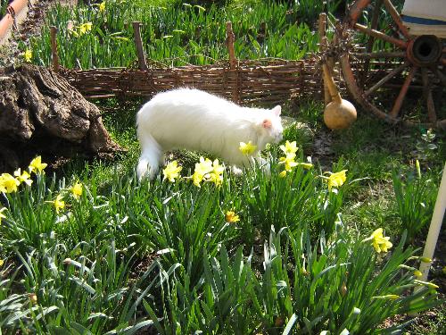 White ball in the garden  - My cat and our garden :)