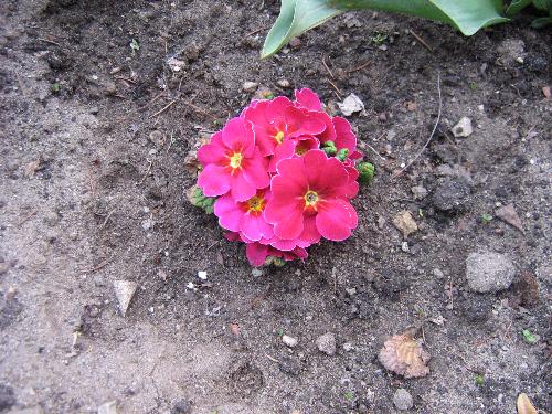 Pink - This are the pink flowers of my mom :)