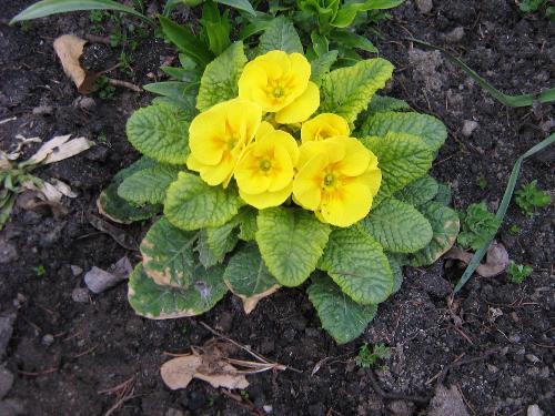 Yellow  - Her other flowers - yellow as u can see :)