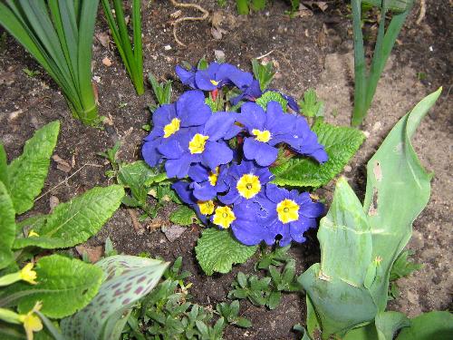 Violet  - My favorite color :)