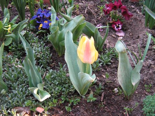 Tulip - Again in my mom's garden