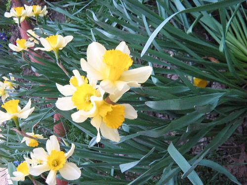 Daffodil - Yellow daffodil for all of u who love flowers :)
