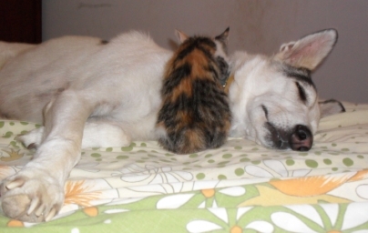 Chica and kitten - Cat and dog