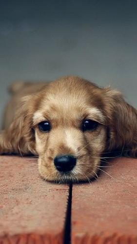 sad dog - the dog is waiting for its end day!