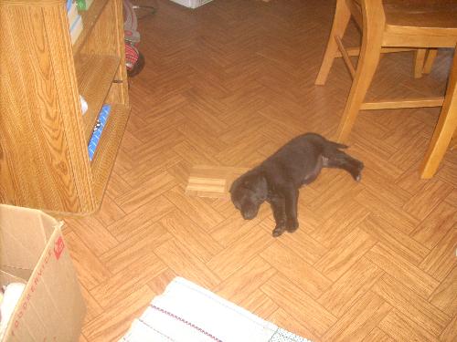 Shadow Jr - Shadow Jr, affectionately called Shadow after my previous and beloved Shadow passed away from old age. Here Shadow Jr was about two months old and I had just recently received him as a gift two weeks after the original Shadow passed away.