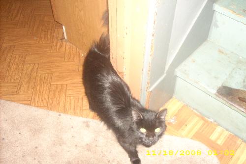 pk - This was once a stray cat found by my older sister and given to my younger sister over a brief period of time. The cat kept getting sick, and my younger sister, having too much to deal with already, couldn't take care of her, and so gave her to me. I've owned PK for over a year now. Currently, she is staying with my mother until I can make some repairs to the house.