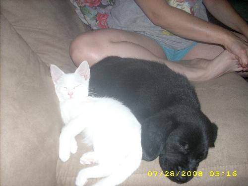 Shadow Jr and Daisy - Shadow Jr and his puppy hood friend. Yep, she's a kitten named Daisy. The two got along so well and played often. On this particular photo, Shadow Jr had become tired and laid down on his blanket, falling asleep. And Daisy walked right over and laid down next to him.