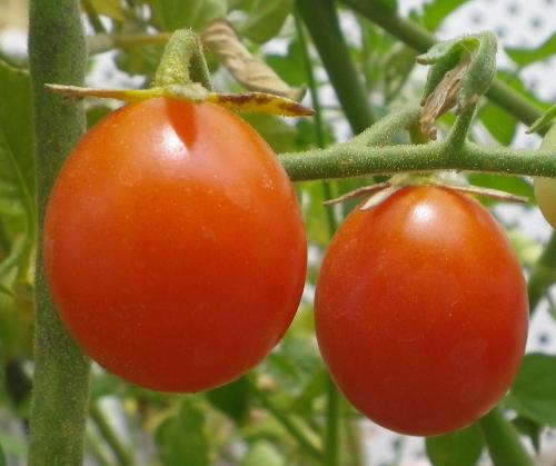 Red Cherry Tomatoes - I picked a quart of these the other day from just two straggly plants that had started bearing before I left on a month&#039;s vacation. 