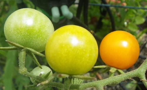 Sun Gold Cherry Tomatoes - These have tough skins but the inside is as sweet as honey with a very pronounced tomato flavor.