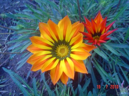 Gazania - This is the gazania I have in my garden. In fact, I have many of them as they have different colours.