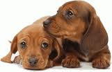 dogs -  Best friend of the man, 2 beautiful dogs