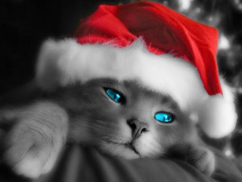 sad cat - the cat is waiting for an xmas present