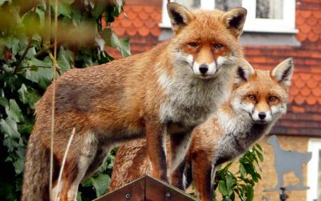 Urban foxes - They may look cute, but how dangerous are they?