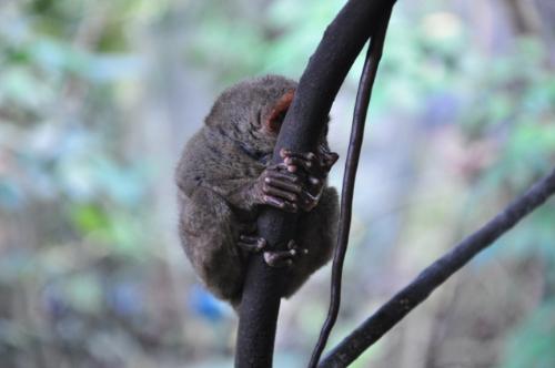 Tarsier Hiding - Tarsier in Bohol, Philippines
