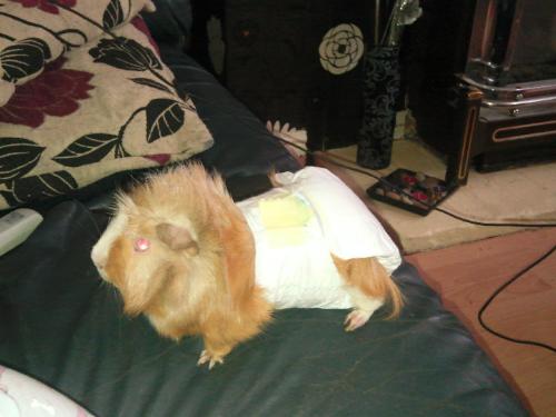 Guinea pig in nappy - the poor guinea pig was a guinea pig!!