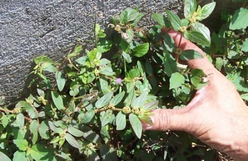 Tawa Tawa plant for Dengue - this was taken from http://www.curelibrary.com/wp-content/uploads/2007/04/dengue-cure-tawatawa-gatasgatas.jpg
Tawa Tawa plant for Dengue - this was taken from http://www.curelibrary.com/wp-content/uploads/2007/04/dengue-cure-tawatawa-gatasgatas.jpg