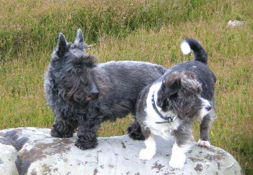 My dog, Jock - Here's a photo of my dog, he's the black Scottie. He made friends with the other dog while we were walking. Not sure what breed the other dog is, it looks like a miniature Welsh Collie.