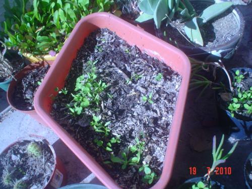 My parsley seelings, fighting against cold. - These is the parsley I sowed in a contained, not imagining how cold it would get. Still, the seedlings came out.