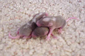 Baby mice - They now have 20 new animals with 20 more on the way