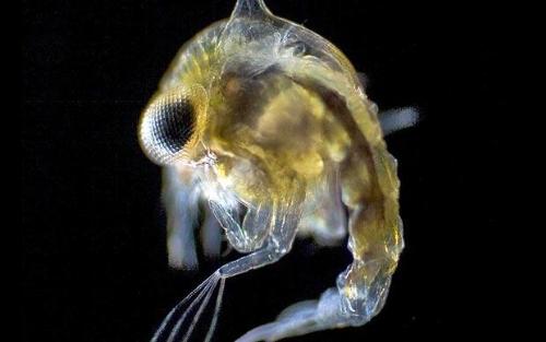 plankton - it's a crab larva