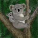 koala - Australian Koala Foundation, Koalas. Latest koala information, gift koala shop, everything you ever wanted to know about koalas. The koala is not a bear.