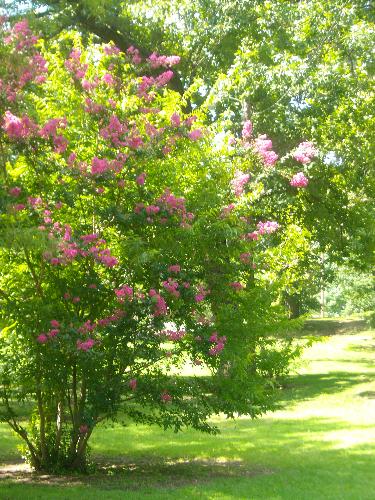 Tree in Bloom - I went the the park a couple of weeks ago and this tree was the only one blooming. It was surrounded by nothing but greenage so the colors really stood out!