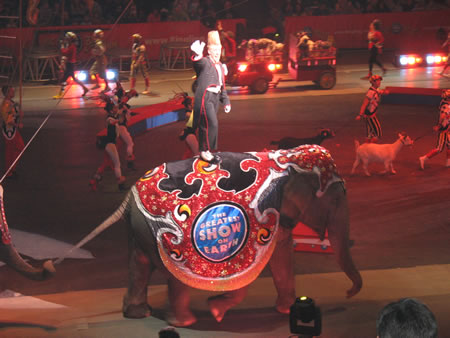 circus elephant - http://www.jugglenow.com/ringling-brothers-barnum-and-bailey-circus.html