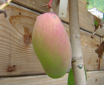 Mangos - The fully ripened Mango. Wish mine had gotten that big!