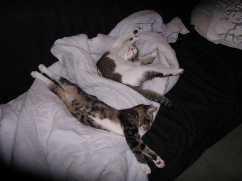 My Girls! - These are my two little angels, Voodoo and Zombie (fast asleep believe it or not!) and I'm a very proud and doting mum!