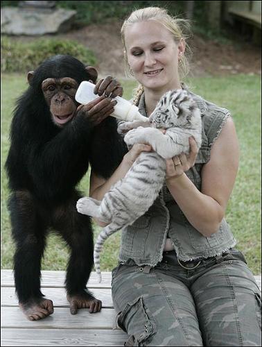 Feeding Time  - The human owner of the monkey and the white tigers feeding one of the cubs.