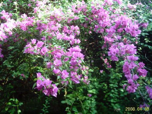 Purple Bouganvilae - This colour is rare and I have that in my garden.