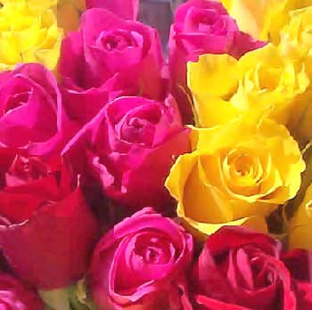 Symbol of friendship and love - There are roses of different colors. White and yellow are for friendship, Red amd pink is for Love and many more.  Please share your views