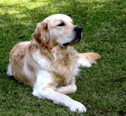 dog - the kind of dog that i mostly love