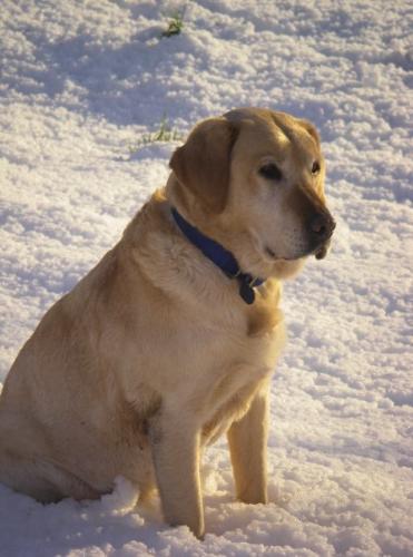 dog1 - Labrador Retriever