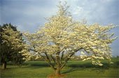 Nature1 - Love our mother nature