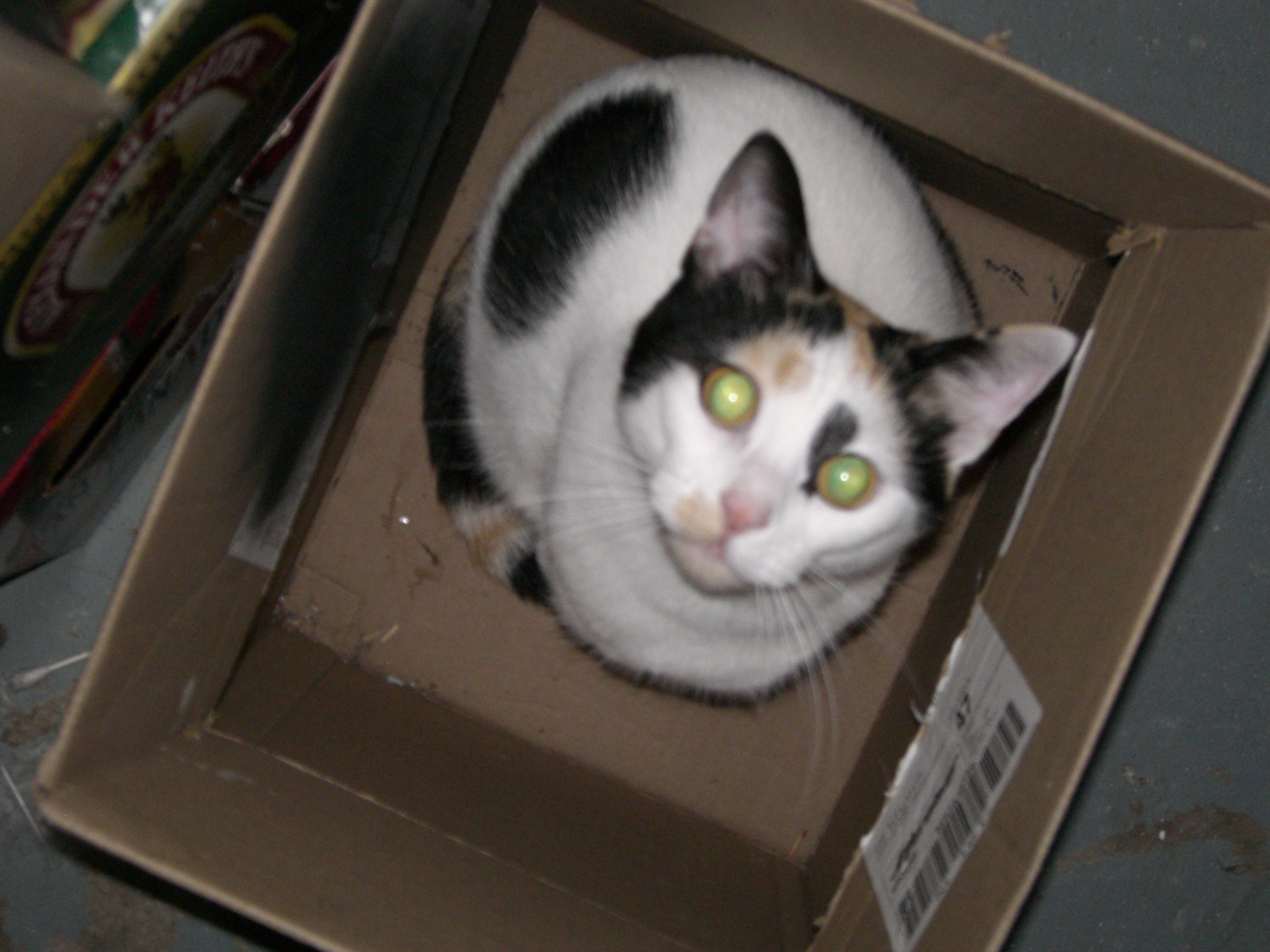 Ariel - Ariel is my other cat :) I bought her in 2004 with my Christmas money from my local animal shelter. She had been found on the streets on Hallowe'en by an elderly couple, who ultimately decided that they couldn't keep her.   It was love at first sight. She couldn't stop cooing (very loudly I might add) and rubbing up against the bars of the cage, purring like crazy. There were younger, less sick kittens, but she made her case pretty well.  She was extremely thin, and very sick. She spent weeks sneezing blood and suffering from diarrhea. The medicine regime was fairly aggressive, but I got her through it, and she slowly gained some weight. I wouldn't trade her for the world :)