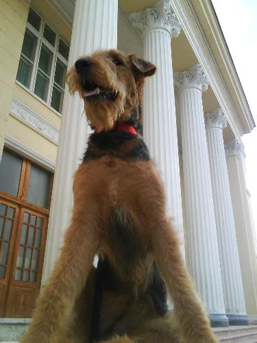 Her Majesty, Binne the Airedale - I think she has such a impressive posture in this picture, like she were a princess or something