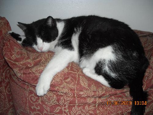 Ninepence - One of my 10 year old kitties
