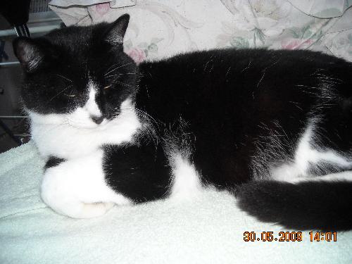 Fivepence - Fivepence,one of my 10 year old kitties