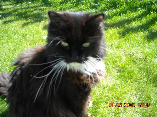 Bramble Fur Angel - My beautiful Bramble,he went to Rainbow Bridge on 27th June 2010 after a massive asthma attack,age 8,i miss him desperately every day
