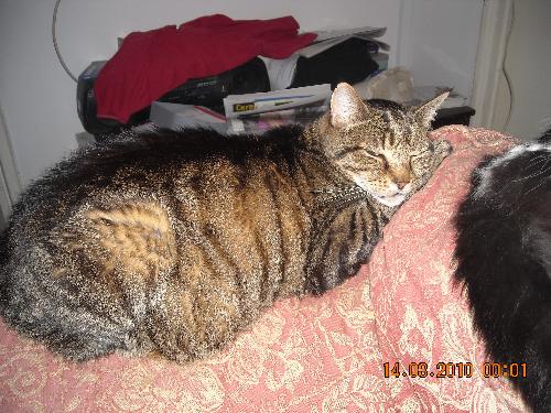 Thistle 'Tabs Cat' fur Angel - My beautiful Thistle 'Tabs Cat' who went to Rainbow Bridge on the 16th June 2010 age 12 after being diagnosed with heart failure 7 months before,he was my tabby boy and i miss him desperately every day