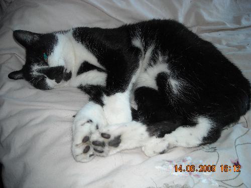 Sixpence Fur Angel - My beautiful Sixpence who went to Rainbow Bridge on the 25th October 2009 age 10 after a very sudden embolism,i miss my beautiful Sixy every single day