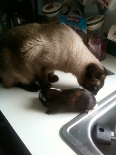 Tink and Skittles - My new baby guinea pig Skittles and my cat Tink. 