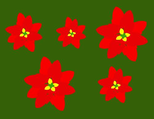 Poinsettia - Poinsettia design