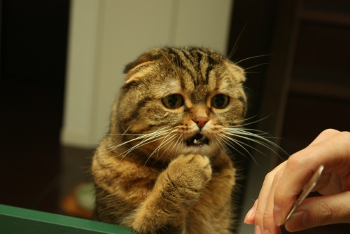Oh My! - Discovery!
