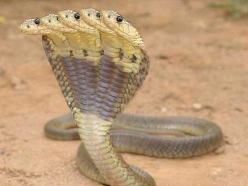 cobra - cobra with five head